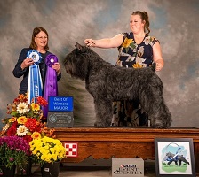 Bouvier image: Zen winning Best of Winners