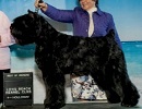 Bouvier Des Flandres image:'Zeph'